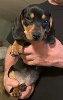 Luke , a male Miniature Dachshund for sale in Garrett, PA – 1 of 1