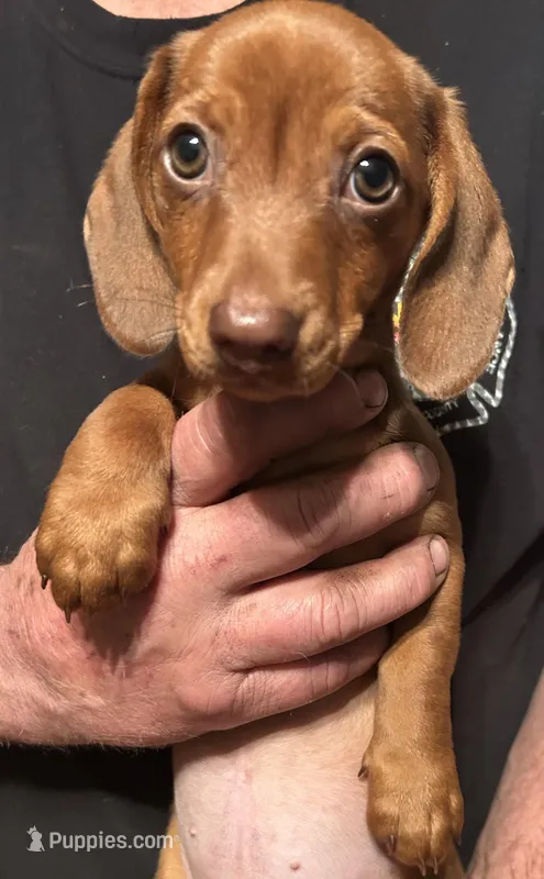 Beau – Miniature Dachshund puppy for sale in Garrett, PA