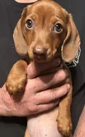 Beau, a male Miniature Dachshund for sale in Garrett, PA – 1 of 1