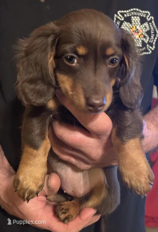 Daisy  – Miniature Dachshund puppy for sale in Garrett, PA
