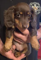 Daisy , a female Miniature Dachshund for sale in Garrett, PA – 1 of 1