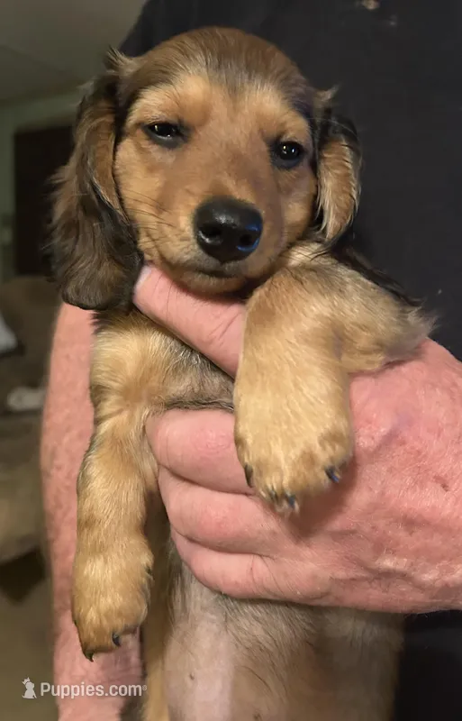 Jesse – Miniature Dachshund puppy for sale in Garrett, PA