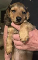 Jesse, a male Miniature Dachshund for sale in Garrett, PA – 1 of 1