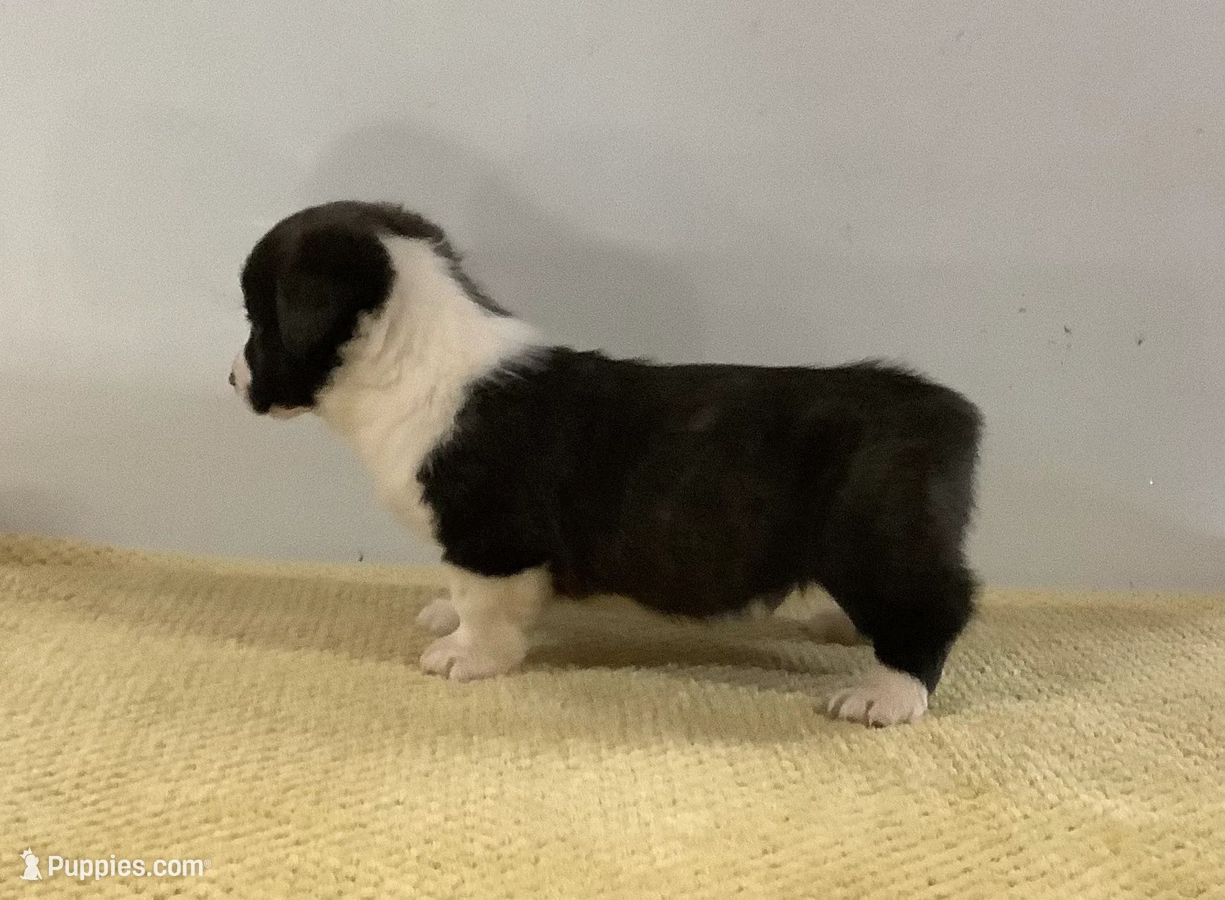 Dewey, a male Cardigan Welsh Corgi and Pembroke Welsh Corgi for sale in Emory, TX – Photo 3 of 5