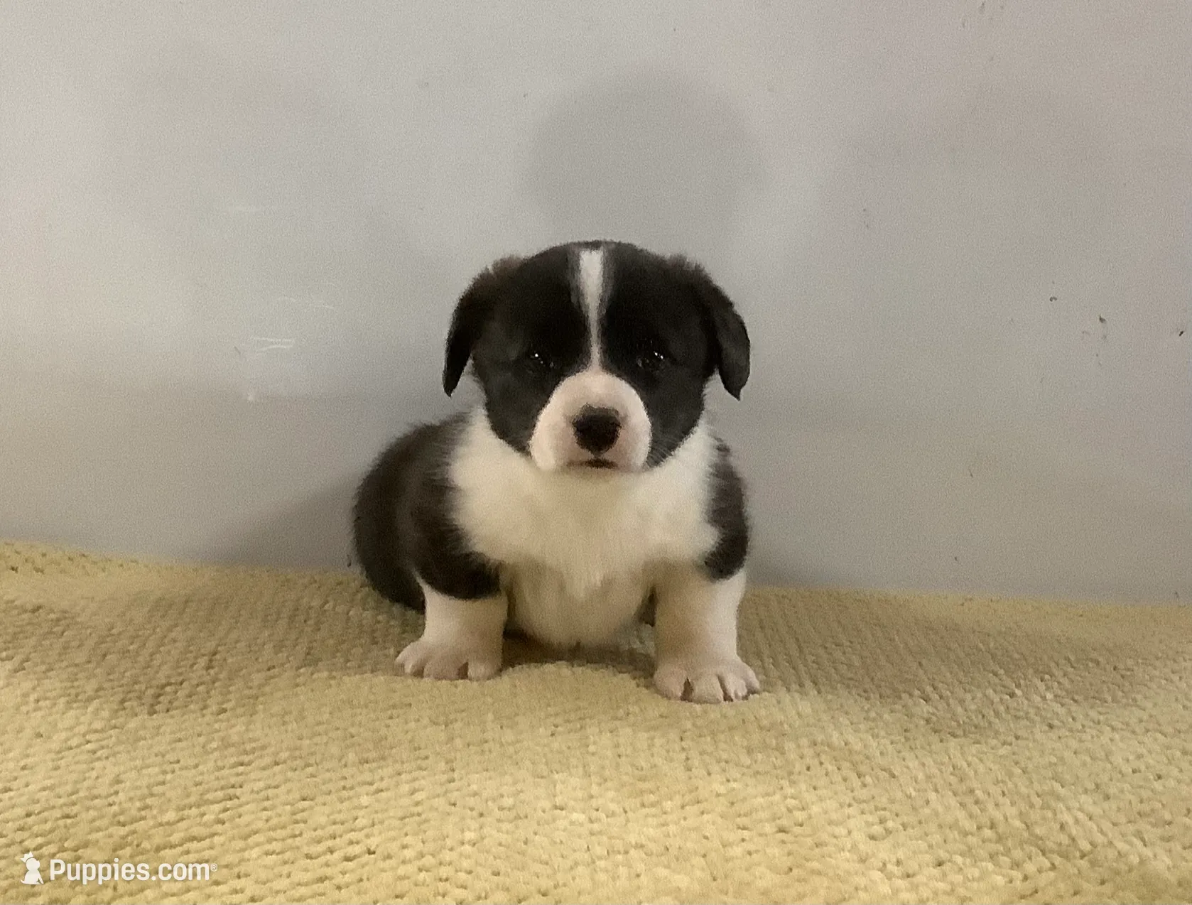 Dewey, a male Cardigan Welsh Corgi and Pembroke Welsh Corgi for sale in Emory, TX – Photo 2 of 5