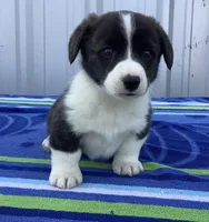 Dewey, a male Cardigan Welsh Corgi and Pembroke Welsh Corgi for sale in Emory, TX – Photo 4 of 5