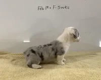 Jasmine, a female Cardigan Welsh Corgi and Pembroke Welsh Corgi for sale in Emory, TX – Photo 2 of 5