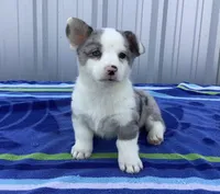 Jasmine, a female Cardigan Welsh Corgi and Pembroke Welsh Corgi for sale in Emory, TX – Photo 4 of 5