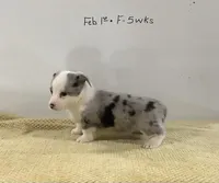 Jasmine, a female Cardigan Welsh Corgi and Pembroke Welsh Corgi for sale in Emory, TX – Photo 3 of 5