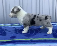 Jasmine, a female Cardigan Welsh Corgi and Pembroke Welsh Corgi for sale in Emory, TX – Photo 5 of 5