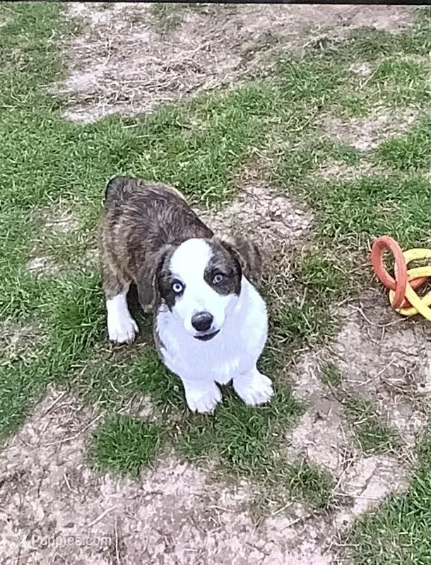 Louie – Cardigan Welsh Corgi, Pembroke Welsh Corgi puppy for sale in Emory, TX