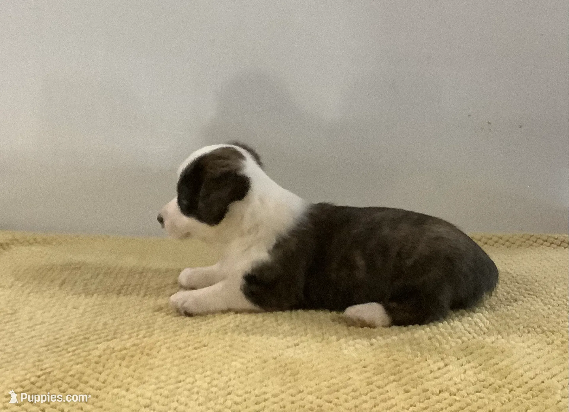 Louie, a male Cardigan Welsh Corgi and Pembroke Welsh Corgi for sale in Emory, TX – Photo 3 of 5