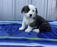 Huey, a male Cardigan Welsh Corgi and Pembroke Welsh Corgi for sale in Emory, TX – Photo 4 of 5