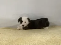 Huey, a male Cardigan Welsh Corgi and Pembroke Welsh Corgi for sale in Emory, TX – Photo 2 of 5