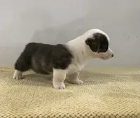 Huey, a male Cardigan Welsh Corgi and Pembroke Welsh Corgi for sale in Emory, TX – Photo 1 of 5