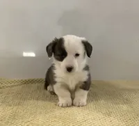 Huey, a male Cardigan Welsh Corgi and Pembroke Welsh Corgi for sale in Emory, TX – Photo 3 of 5