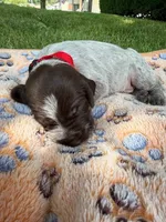 Red Collar-, a male Wirehaired Pointing Griffon for sale in Lancaster, OH – 2 of 2