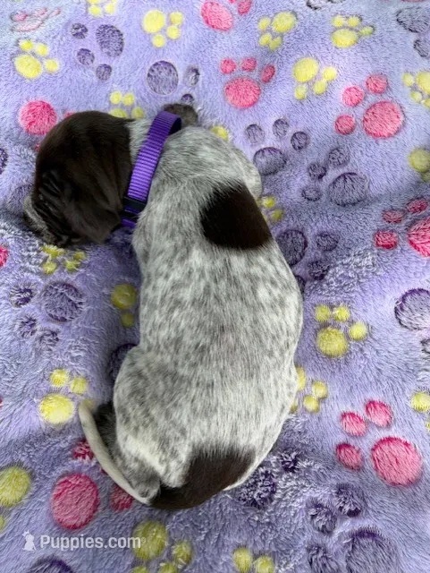 lt purple girl – Wirehaired Pointing Griffon puppy for sale in Lancaster, OH