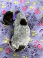 lt purple girl, a female Wirehaired Pointing Griffon for sale in Lancaster, OH – 1 of 2