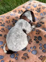 brown collar male, a male Wirehaired Pointing Griffon for sale in Lancaster, OH – 2 of 2