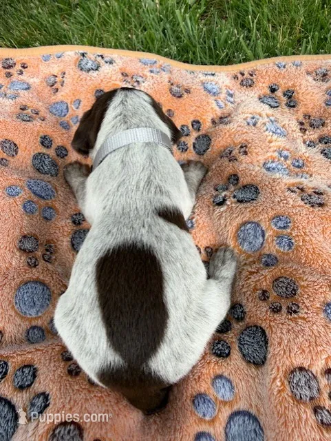 gray collar male – Wirehaired Pointing Griffon puppy for sale in Lancaster, OH