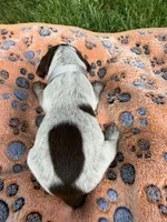 gray collar male, a male Wirehaired Pointing Griffon for sale in Lancaster, OH – 1 of 2