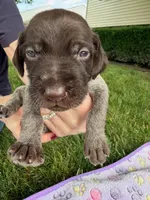 lavender girl, a female Wirehaired Pointing Griffon for sale in Lancaster, OH – 2 of 2