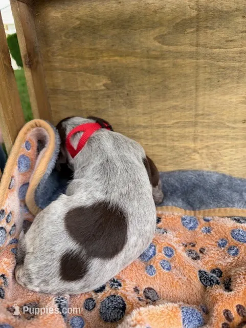 Red Collar- – Wirehaired Pointing Griffon puppy for sale in Lancaster, OH