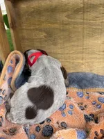 Red Collar-, a male Wirehaired Pointing Griffon for sale in Lancaster, OH – 1 of 2