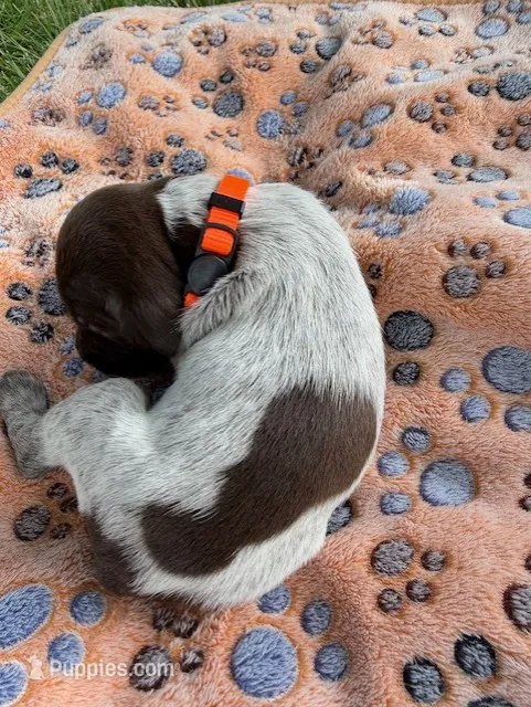 orange collar male – Wirehaired Pointing Griffon puppy for sale in Lancaster, OH