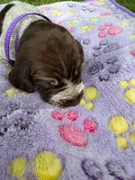lt purple girl, a female Wirehaired Pointing Griffon for sale in Lancaster, OH – 2 of 2