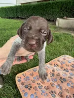 orange collar male, a male Wirehaired Pointing Griffon for sale in Lancaster, OH – 2 of 2