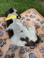 yellow-male, a male Wirehaired Pointing Griffon for sale in Lancaster, OH – 2 of 2