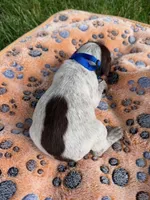royal blue male, a male Wirehaired Pointing Griffon for sale in Lancaster, OH – 2 of 2