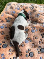 dark green male, a male Wirehaired Pointing Griffon for sale in Lancaster, OH – 2 of 2