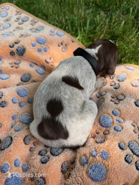 black collar male – Wirehaired Pointing Griffon puppy for sale in Lancaster, OH
