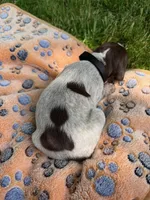 black collar male, a male Wirehaired Pointing Griffon for sale in Lancaster, OH – 1 of 2