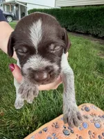 royal blue male, a male Wirehaired Pointing Griffon for sale in Lancaster, OH – 1 of 2