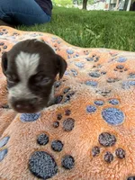 gray collar male, a male Wirehaired Pointing Griffon for sale in Lancaster, OH – 2 of 2