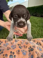 dark green male, a male Wirehaired Pointing Griffon for sale in Lancaster, OH – 1 of 2