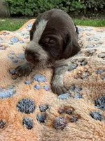 black collar male, a male Wirehaired Pointing Griffon for sale in Lancaster, OH – 2 of 2