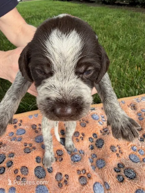 brown collar male – Wirehaired Pointing Griffon puppy for sale in Lancaster, OH