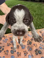 brown collar male, a male Wirehaired Pointing Griffon for sale in Lancaster, OH – 1 of 2