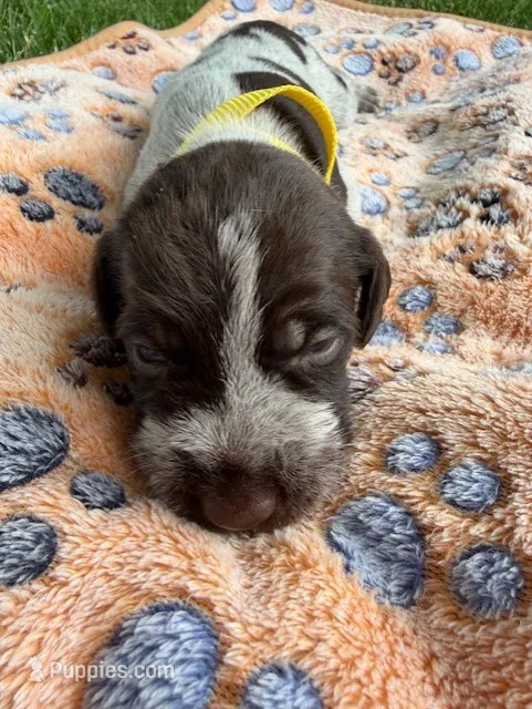 yellow-male – Wirehaired Pointing Griffon puppy for sale in Lancaster, OH