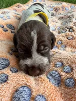 yellow-male, a male Wirehaired Pointing Griffon for sale in Lancaster, OH – 1 of 2