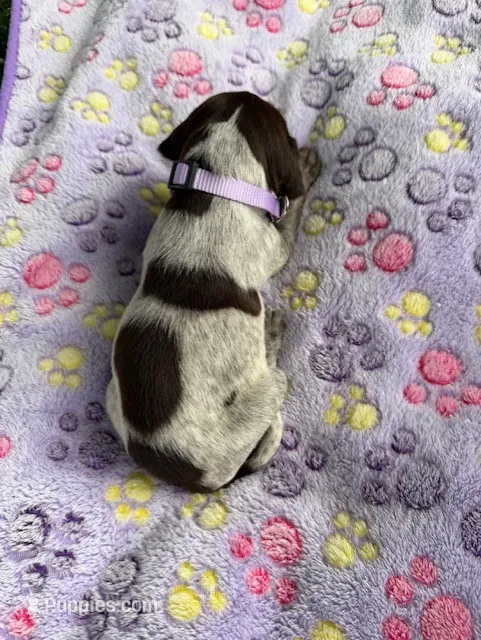 lavender girl – Wirehaired Pointing Griffon puppy for sale in Lancaster, OH