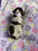 lavender girl, a female Wirehaired Pointing Griffon for sale in Lancaster, OH – 1 of 2