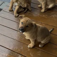 Tippy, a female German Shepherd Dog and Olde English Bulldogge for sale in Reynoldsville, PA – Photo 2 of 4