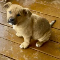 Tippy, a female German Shepherd Dog and Olde English Bulldogge for sale in Reynoldsville, PA – Photo 4 of 4