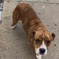 Tippy, a female German Shepherd Dog and Olde English Bulldogge for sale in Reynoldsville, PA – Photo 3 of 4